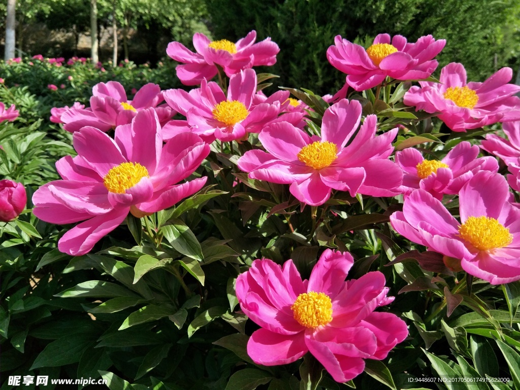 芍药花