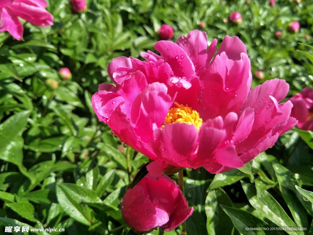 芍药花