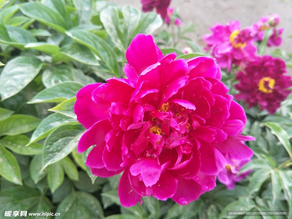 芍药花