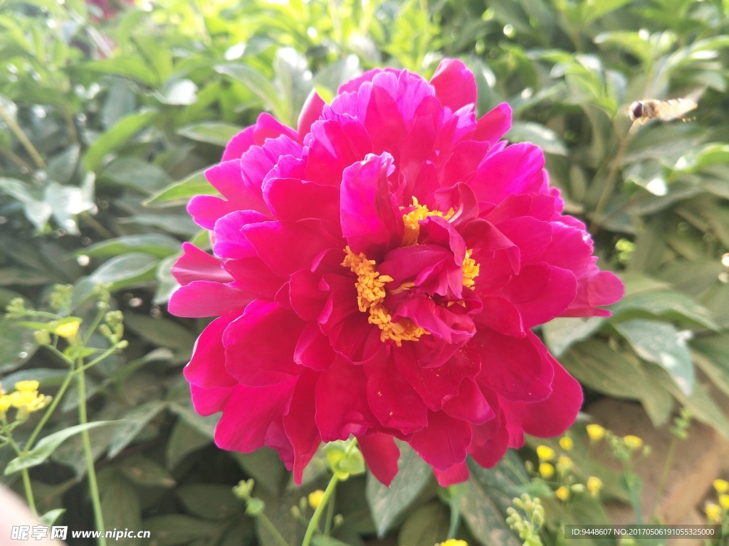 芍药花