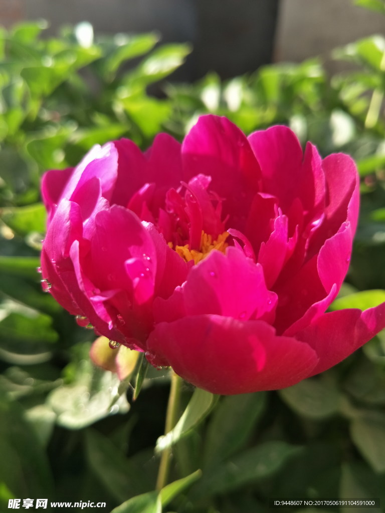 芍药花