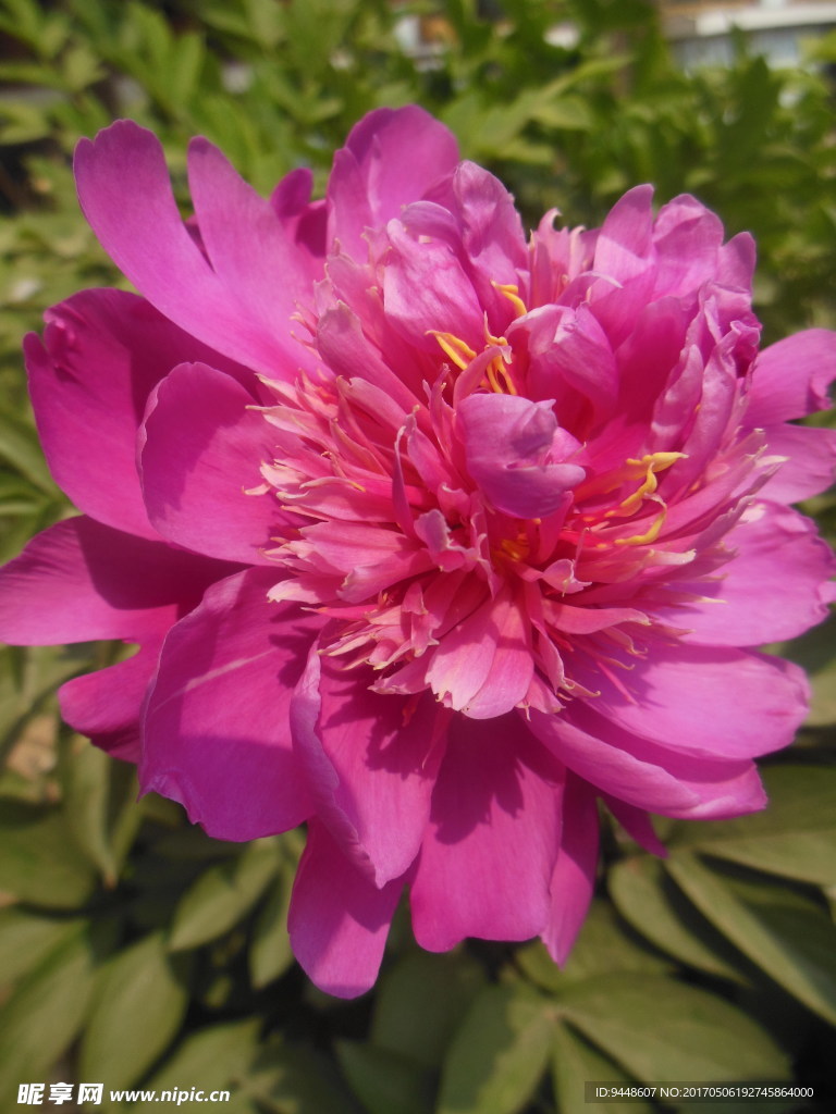 芍药花
