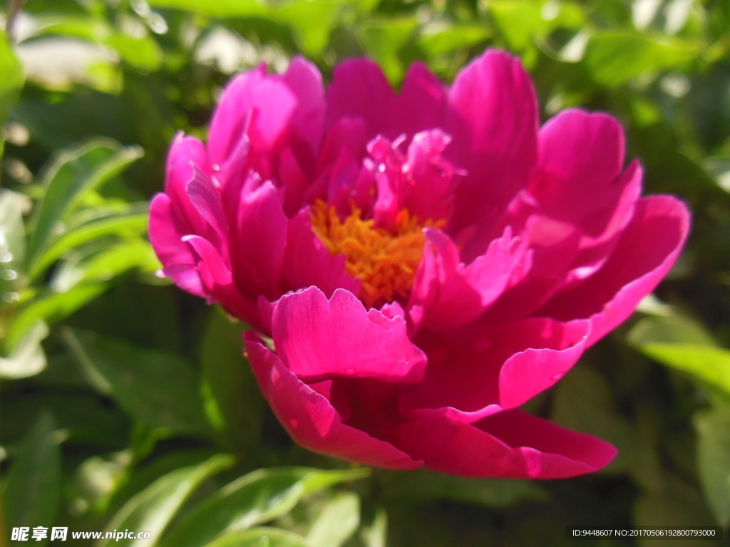 芍药花