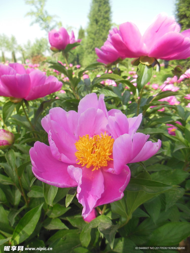 芍药花