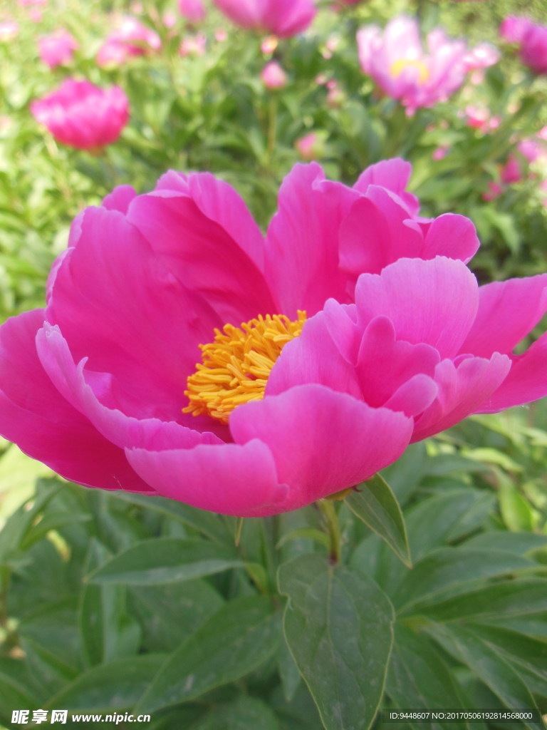 芍药花