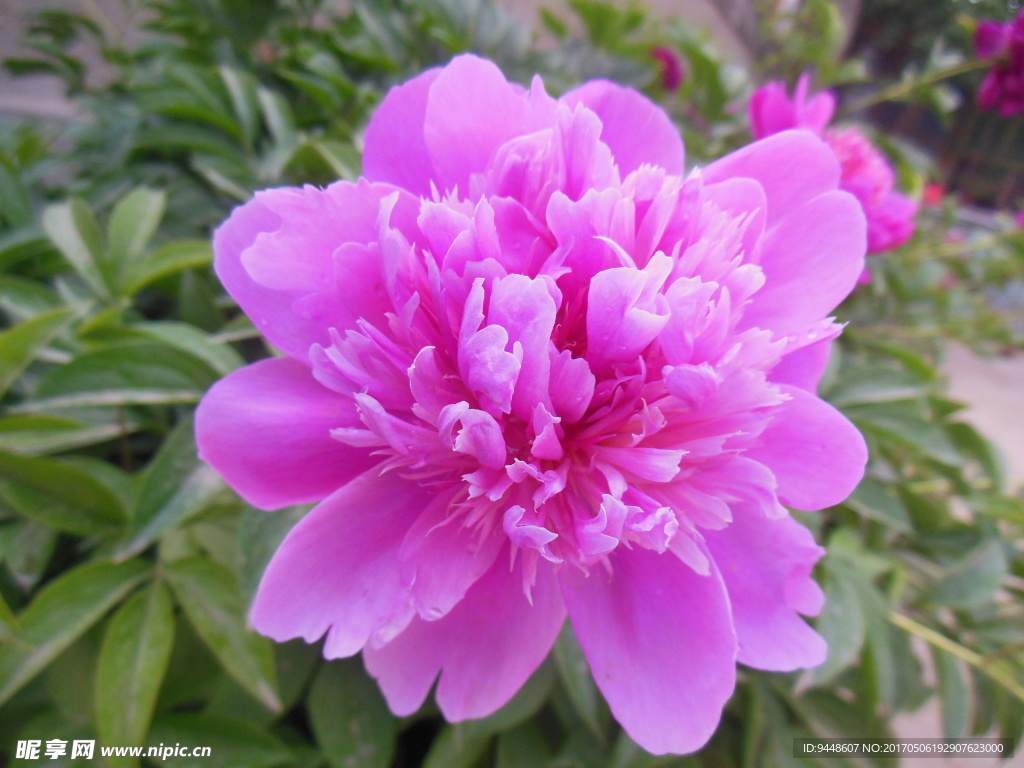 芍药花