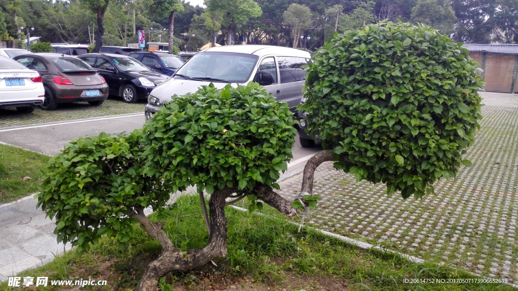 罗汉松