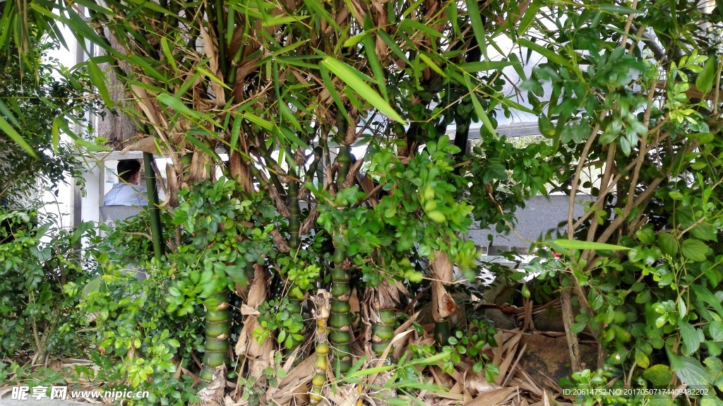 罗汉竹