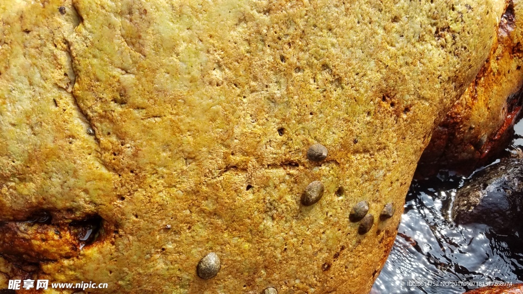 石壁上的珊瑚虫