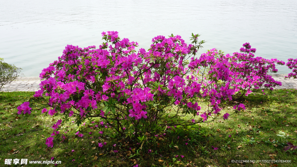 杜鹃花红