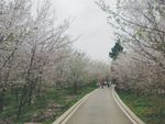 樱花摄影