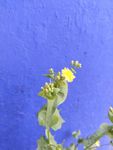 花苞与小黄花