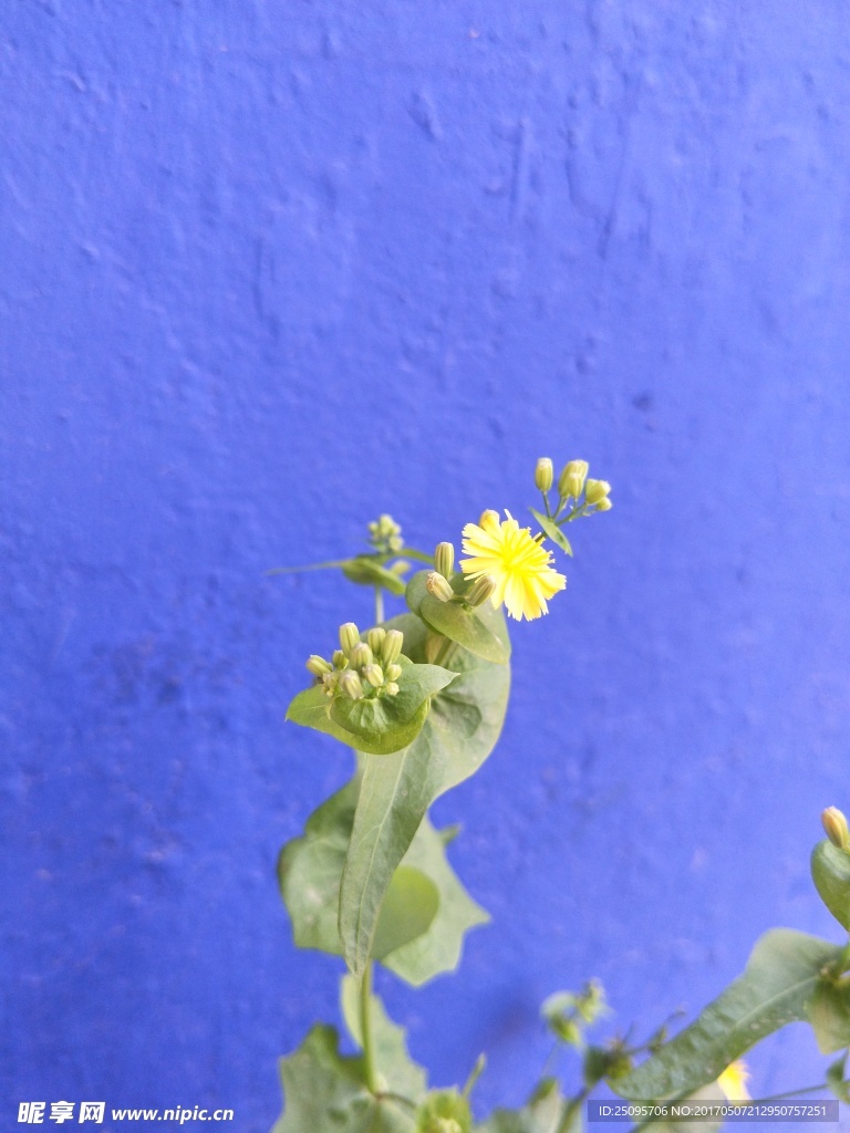 花苞与小黄花