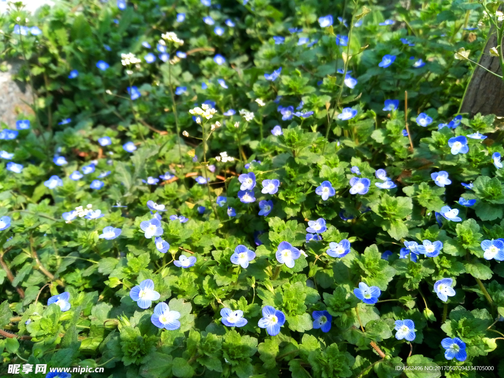 蓝色小花