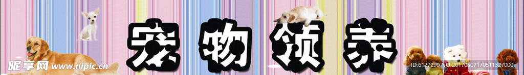 宠物领养