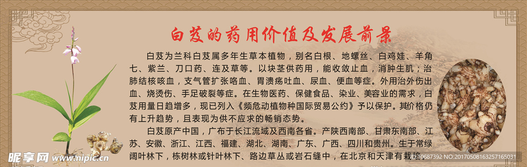 白芨的药用价值与前景