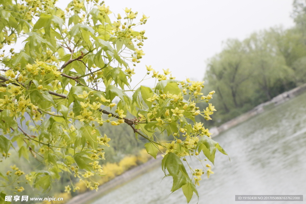 枫树花