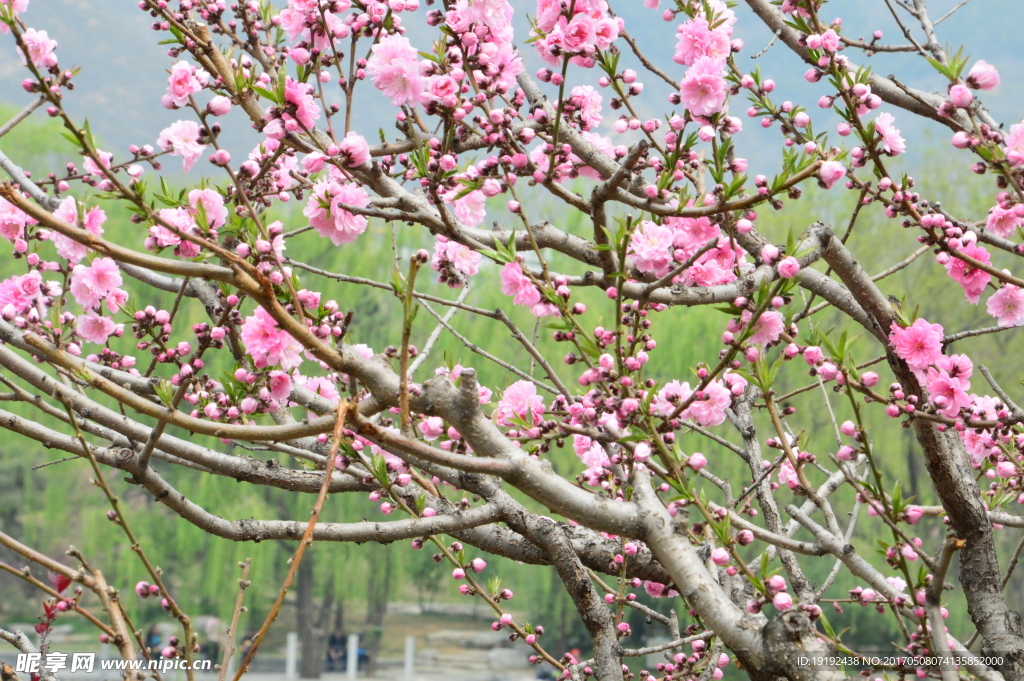 碧桃