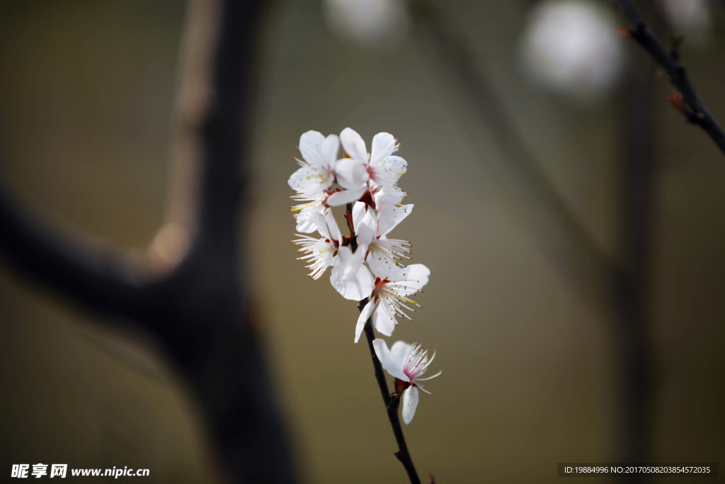 山桃花枝