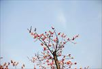 红梅花开