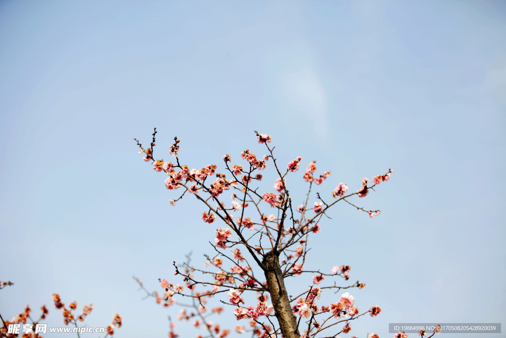 红梅花开