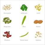 常见豆类矢量插图