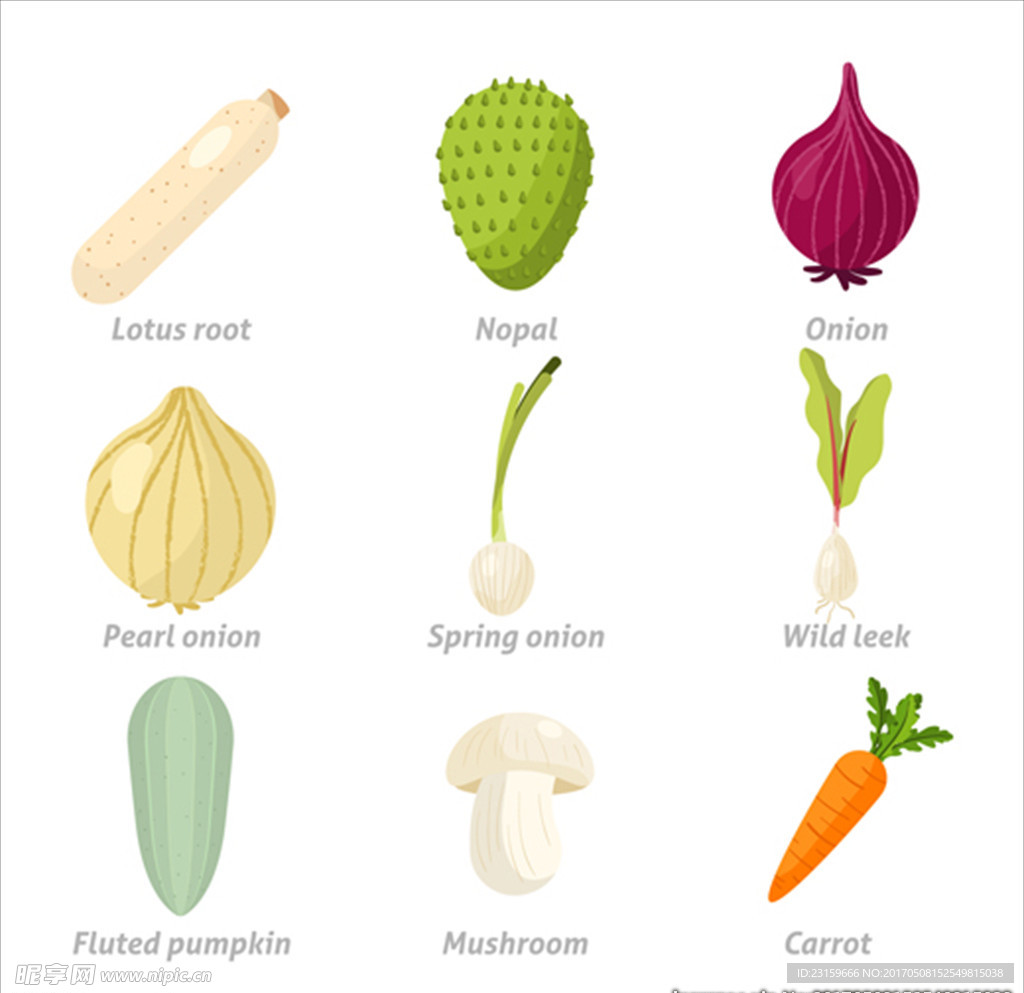 常见的蔬菜插图