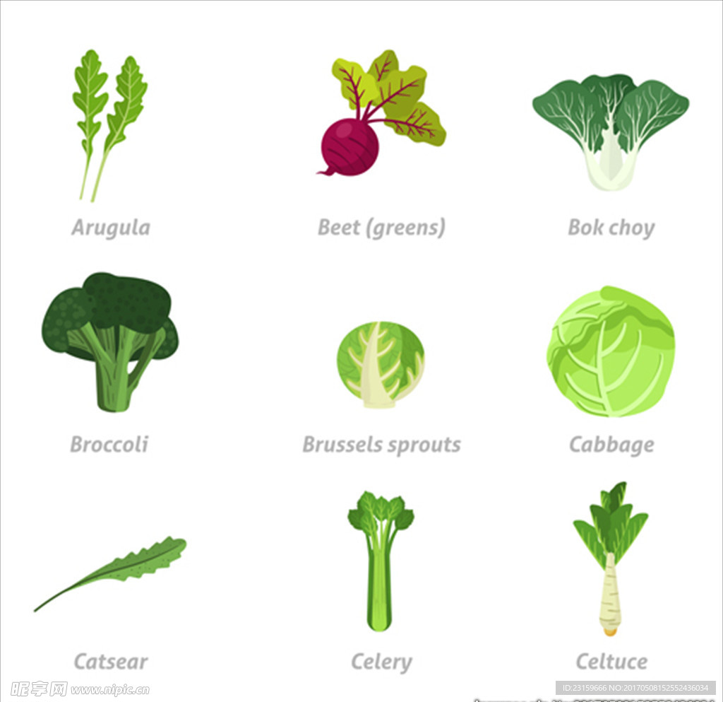常见蔬菜插图集