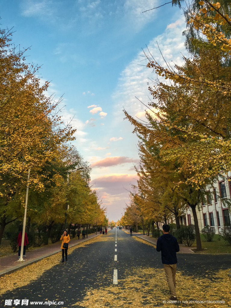 农大银杏路