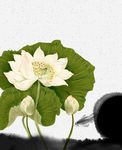 韩式荷花  矢量图