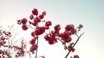 桌面壁纸 樱花
