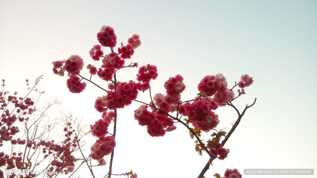 桌面壁纸 樱花