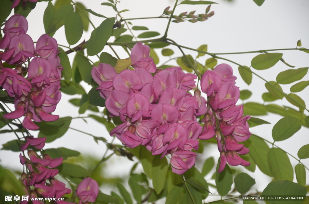紫槐树花