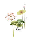 荷花素材