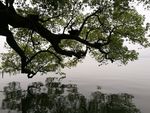 杭州西湖边的树木倒影 横幅