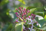 丁香花