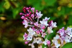 丁香花