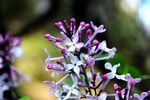 丁香花