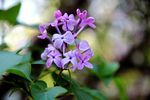 丁香花
