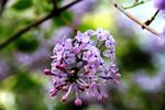 丁香花