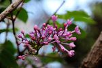 丁香花