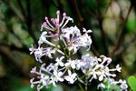 丁香花