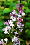 丁香花