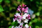 丁香花