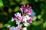 丁香花