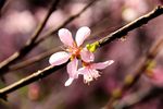 榆叶梅花