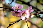 榆叶梅花
