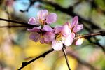 榆叶梅花