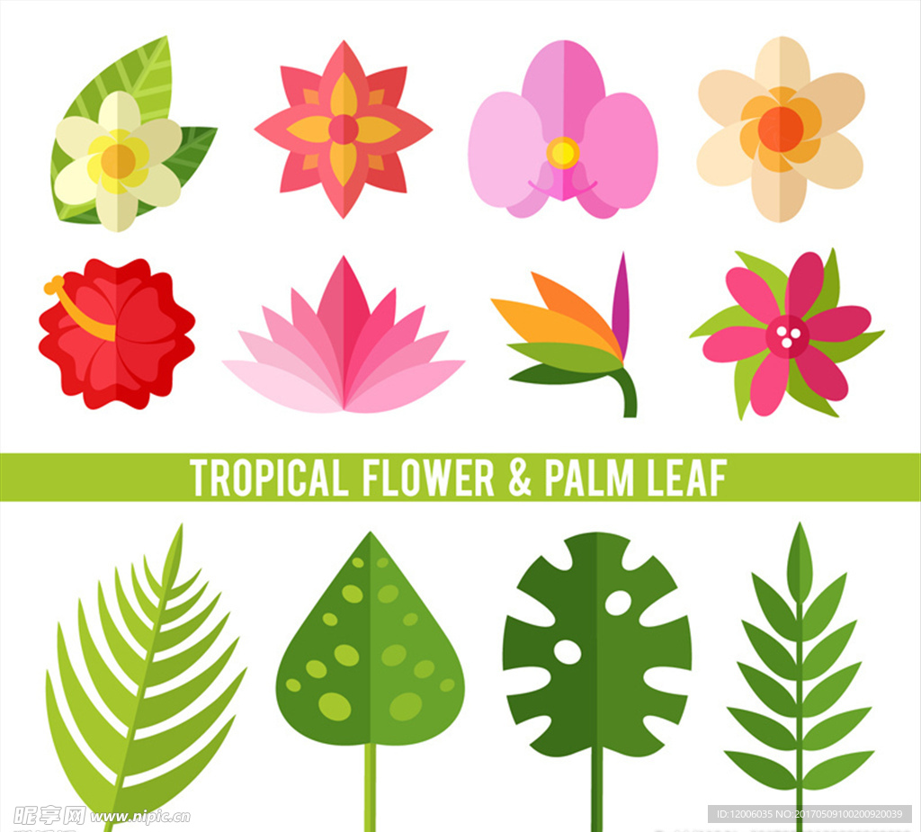 12款热带植物花卉和叶子矢量素
