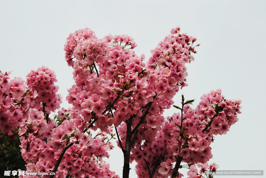 樱花